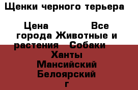 Щенки черного терьера › Цена ­ 35 000 - Все города Животные и растения » Собаки   . Ханты-Мансийский,Белоярский г.